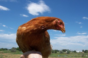 Chicken in the sky with clouds