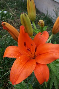 Orange Hybrid Lily