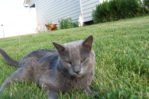 Kitty and Chickens in background