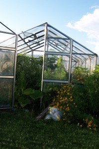 Greenhouse jungle