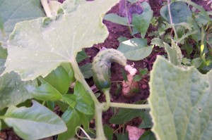 Curvy Cucumber