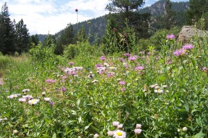 Field of Flowers