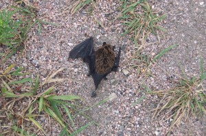 Dead  Bat