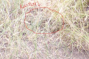 Rattlesnake in the grass with circle