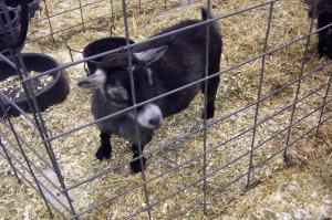Pigmy Goat