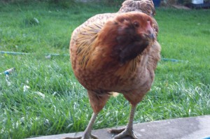 Green Foot Chicken