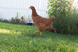 Chickens in the yard