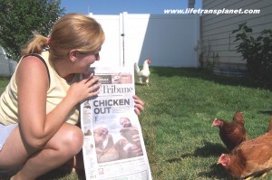 White and Brown Backyard Chickens 