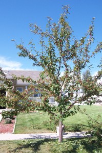 Tree in front of our house