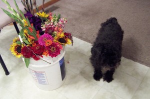 Schnoodle and bucket of flowers