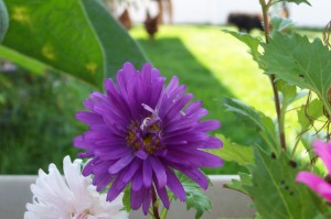 Flowers and blurry figures