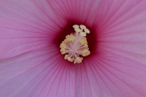 Hibiscus close up