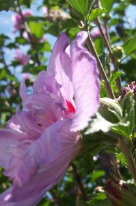 Rose of sharon side