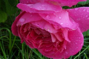 Sad Dewy Rose