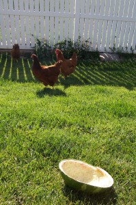 Watermelon rind and chickens