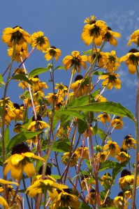 Wild Flowers