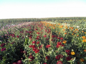 flower field