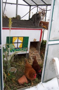 Chicken coop in Greenhouse with Kitty
