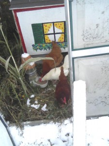 Chickens and snow