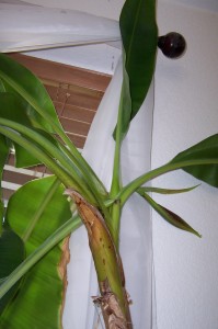 Banana tree and flower