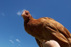 Holding Chicken in the sky