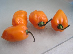 Habaneros
