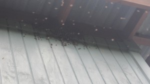 Bees