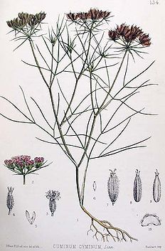 cumin