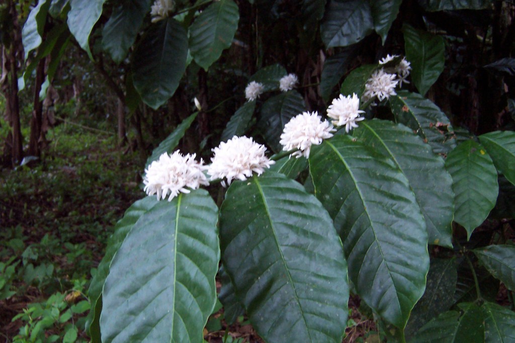 Coffee Flowers