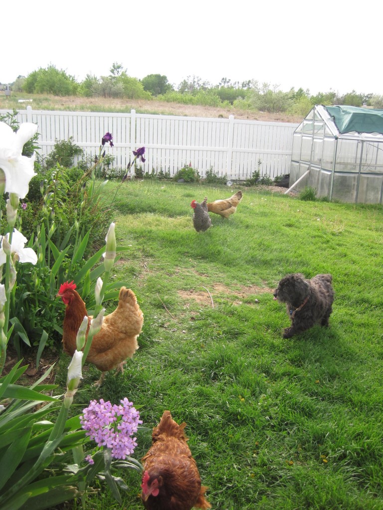 Backyard with animals