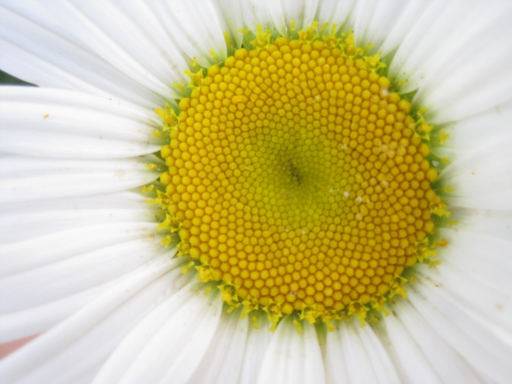 Daisies