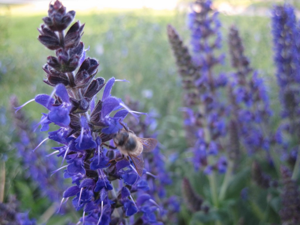 Salvia with a Bee