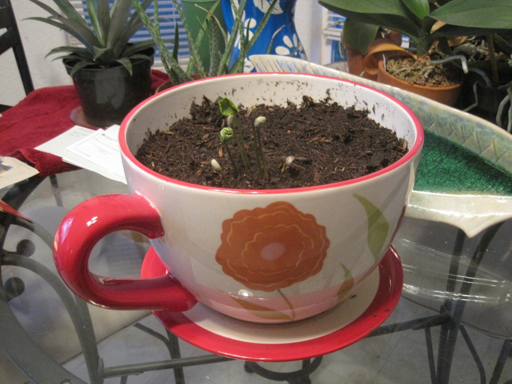 Baby Coffee Plants in Coffee Mug