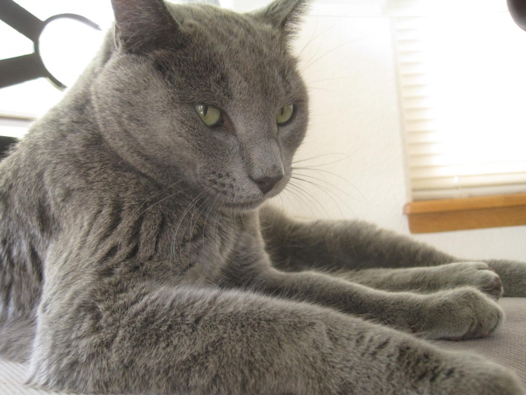 Kitty Facebook