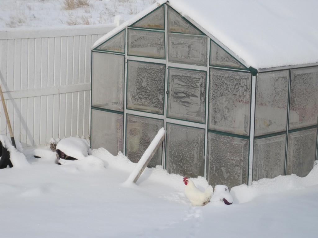 White Christmas and chicken