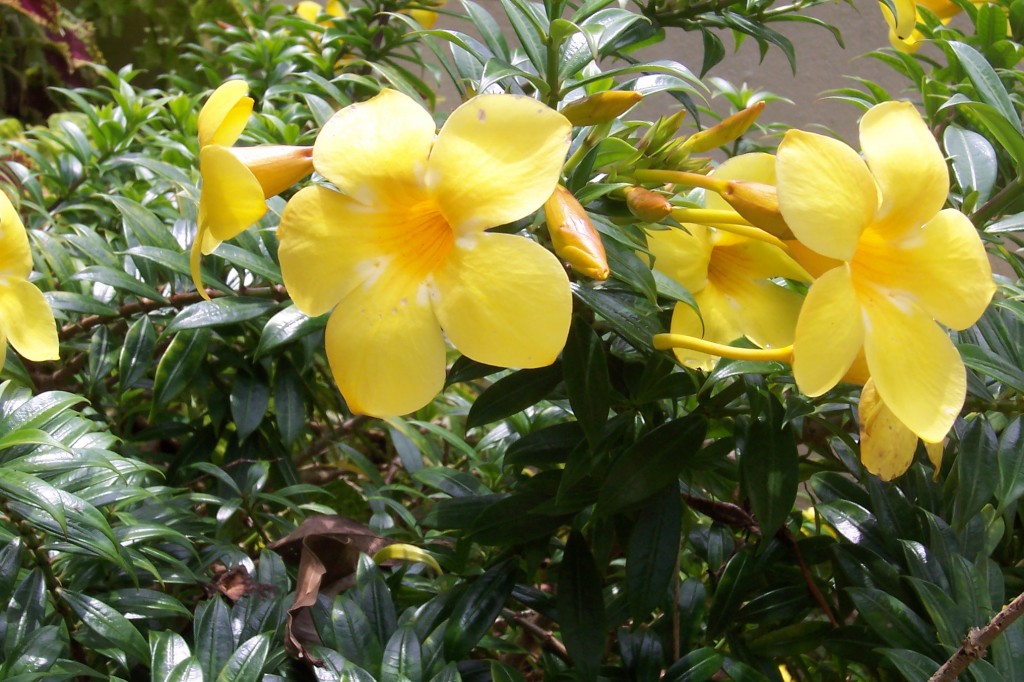 Yellow Flowers