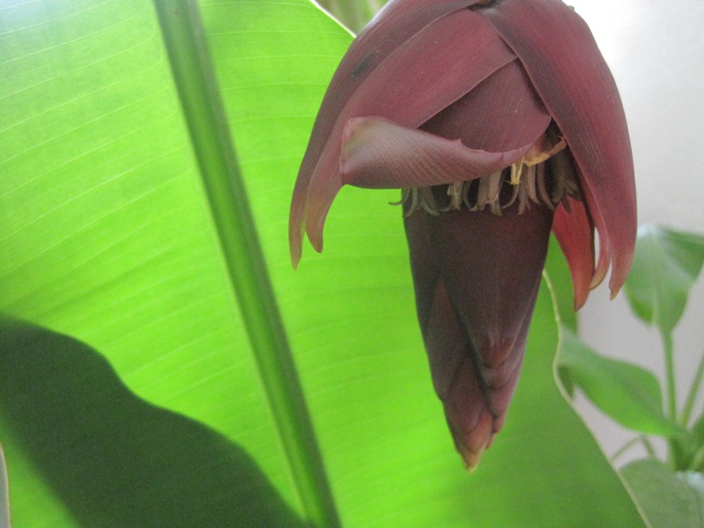 Banana Leaf and Flower