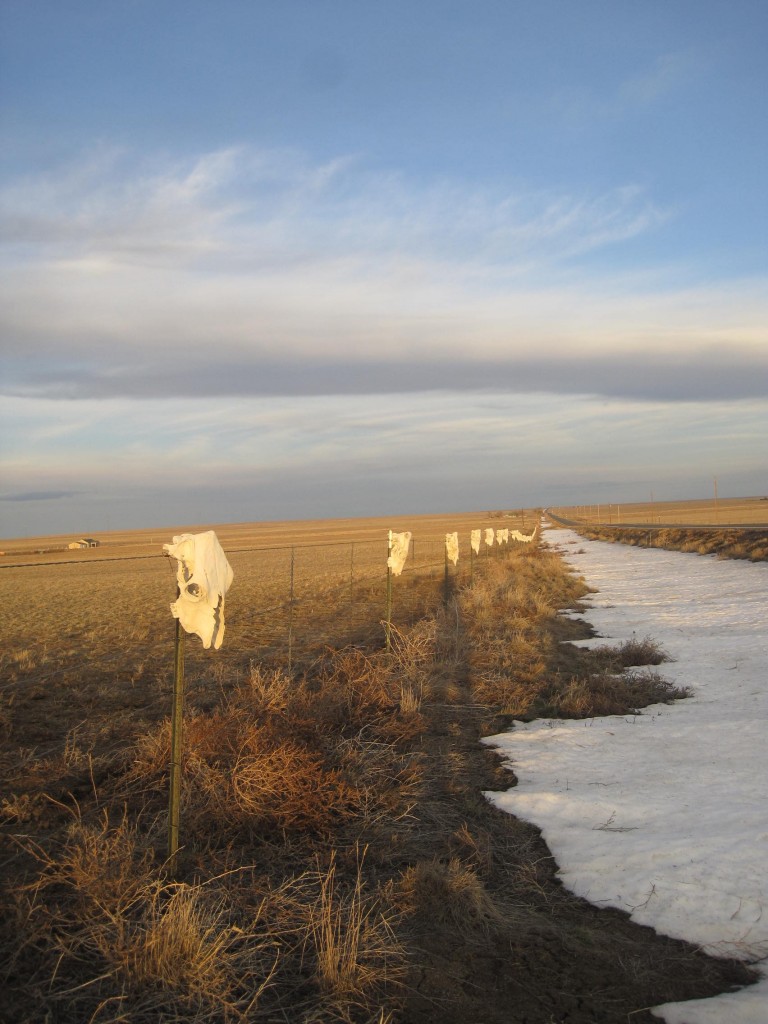 Row of Cow Skulls