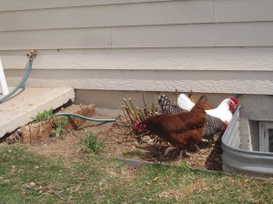 Chickens scratching