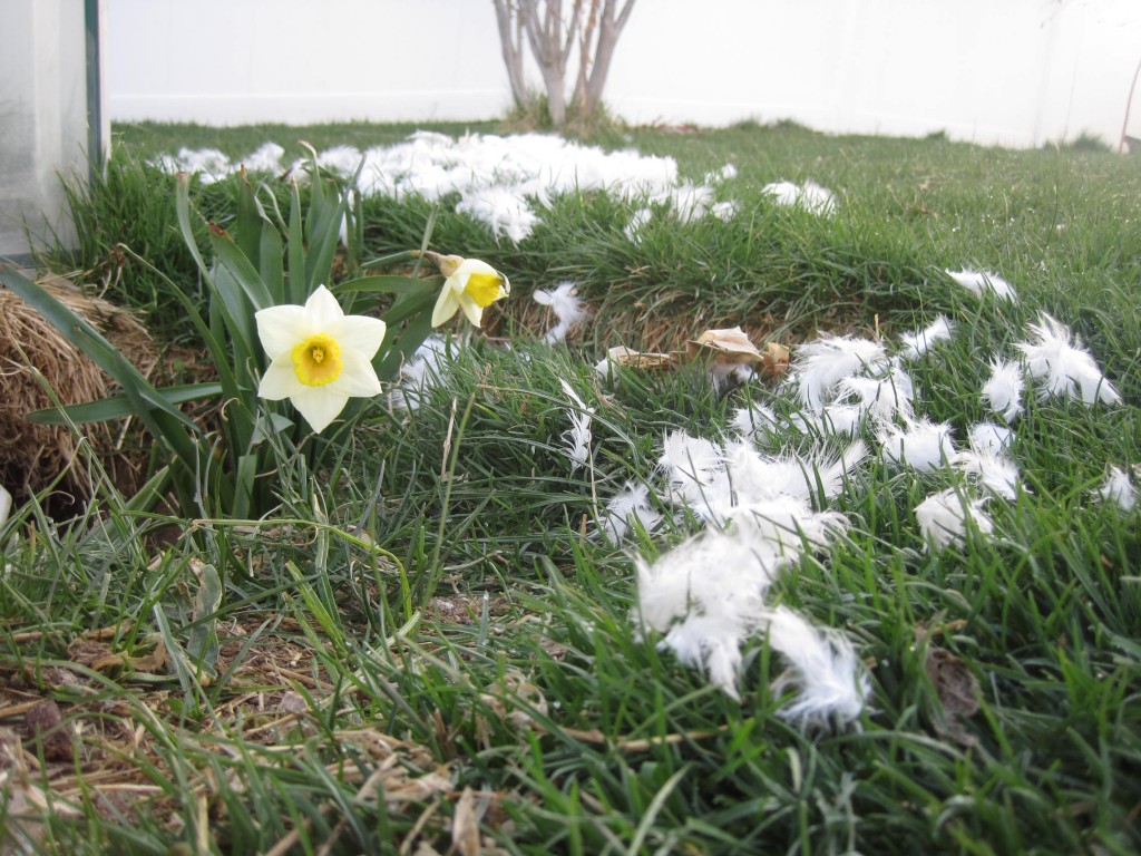 Flowers and Feathers