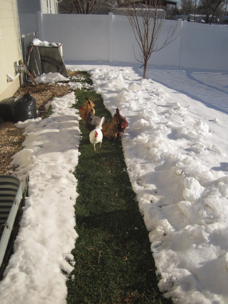 Green grass and snow