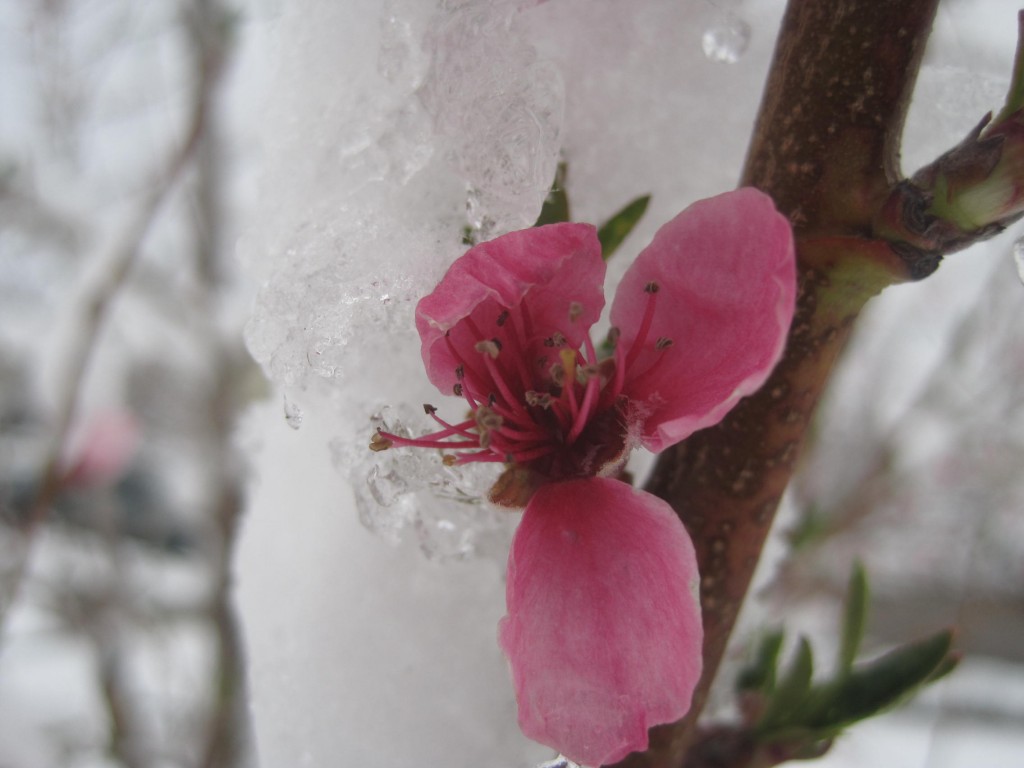Peach snowy bloom flower