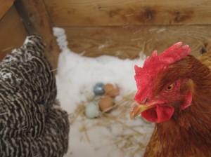 Snowy Eggs
