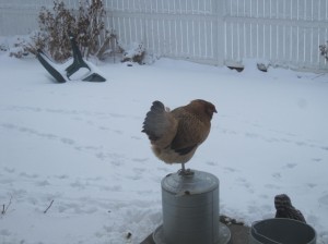 one legged chicken