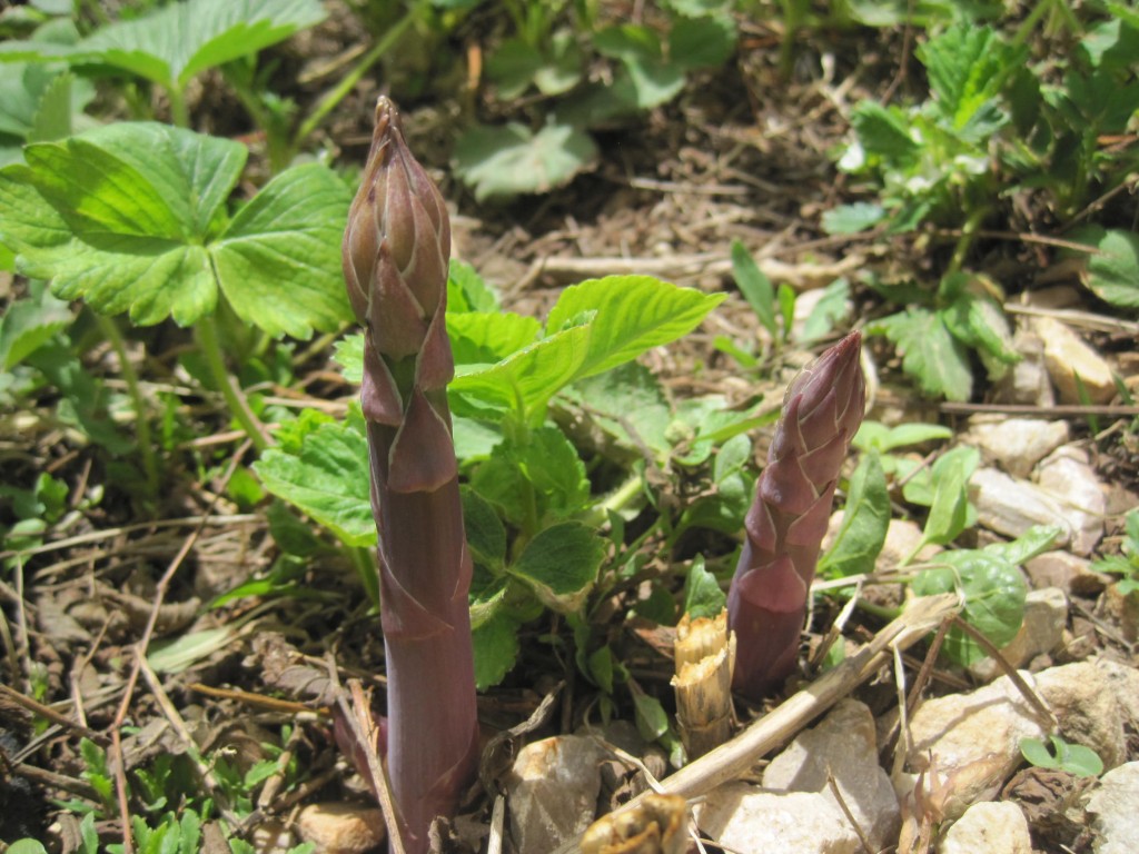 Asparagus in the garden