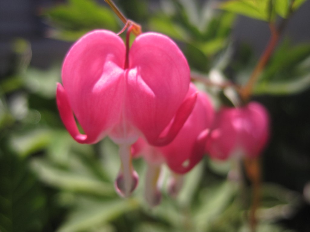 Bleeding heart