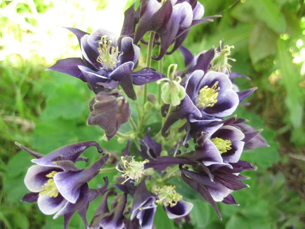 Columbine