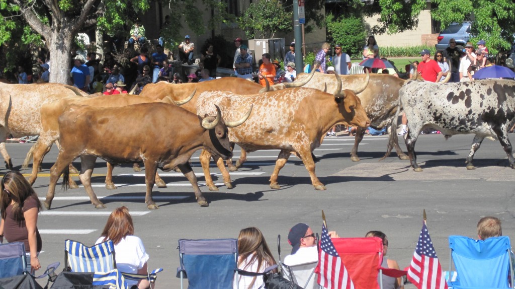 Longhorns-in-Parade