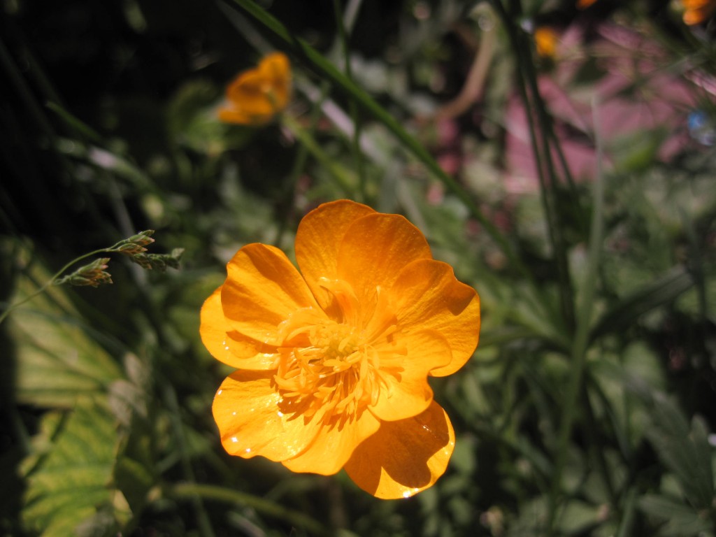 Orange Flower