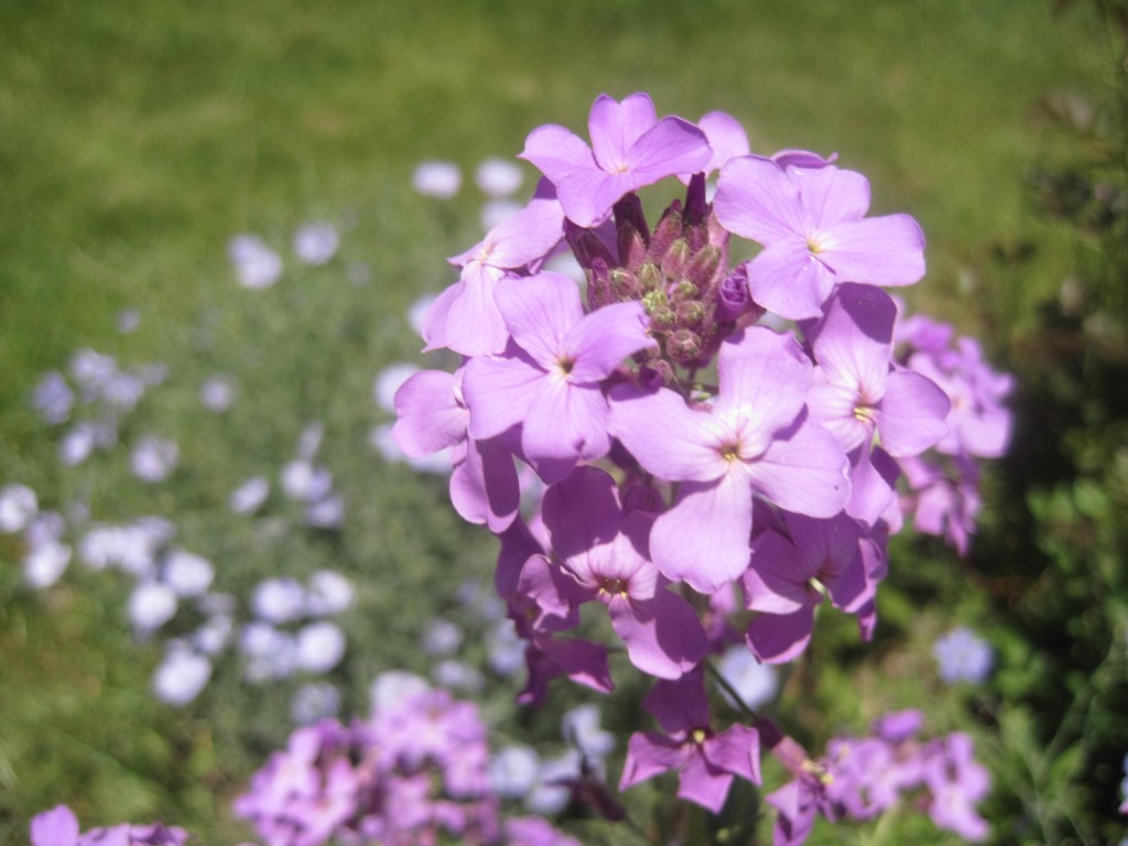 Purple Phlox